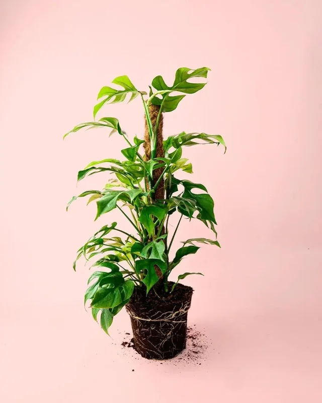 2026_07_16_527581