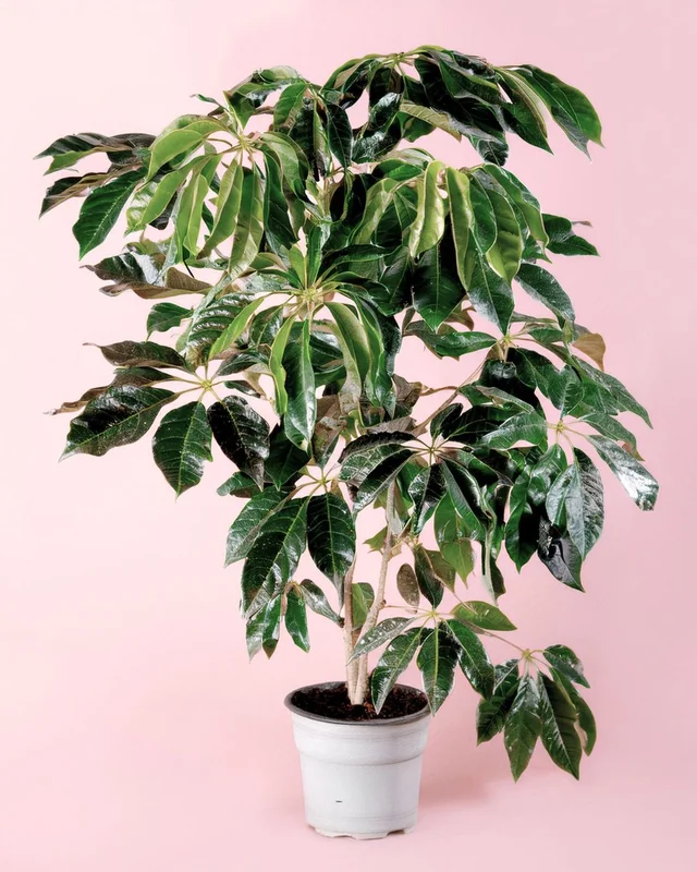 2026_07_16_531415