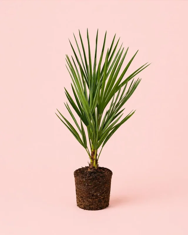 2026_07_16_535768