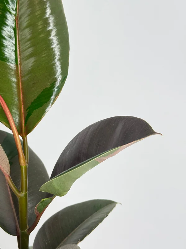 2026_07_16_561065