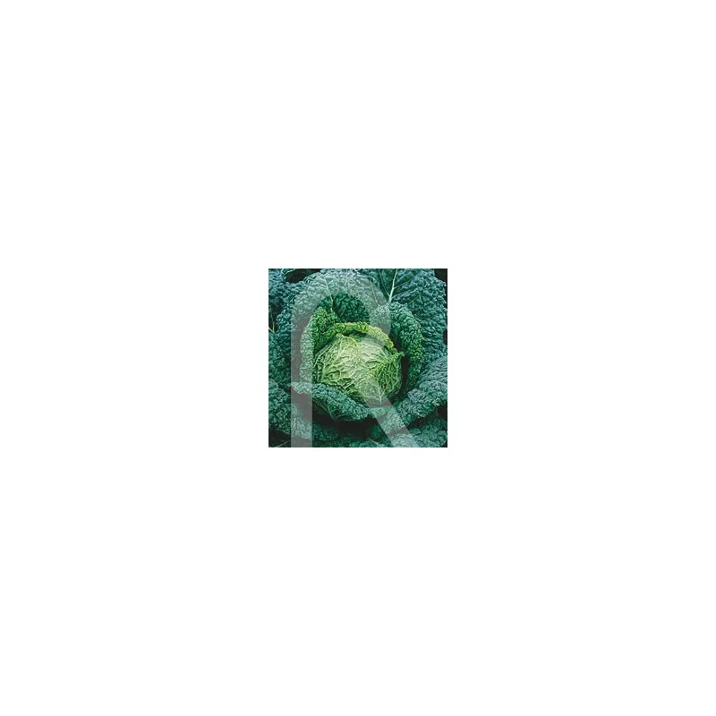 2026_07_17_585973