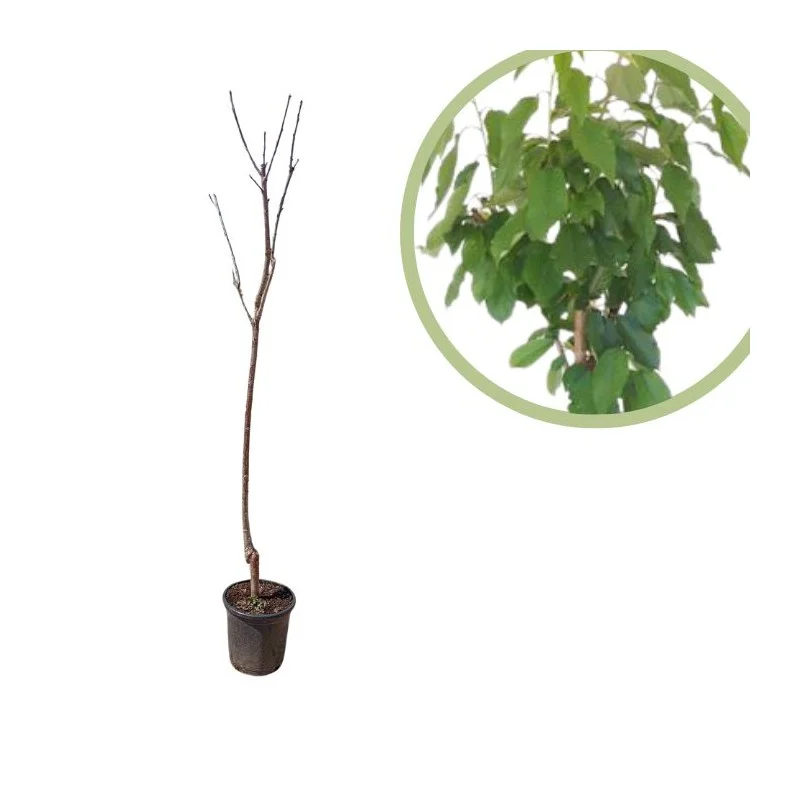 2026_07_17_586252