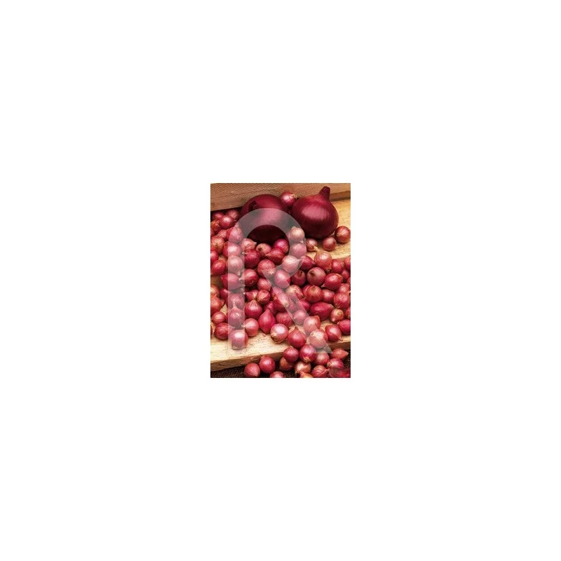 2026_07_17_591183