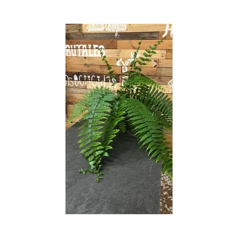 2026_07_17_592265