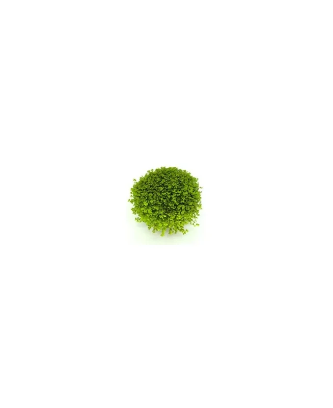 2026_07_17_593459