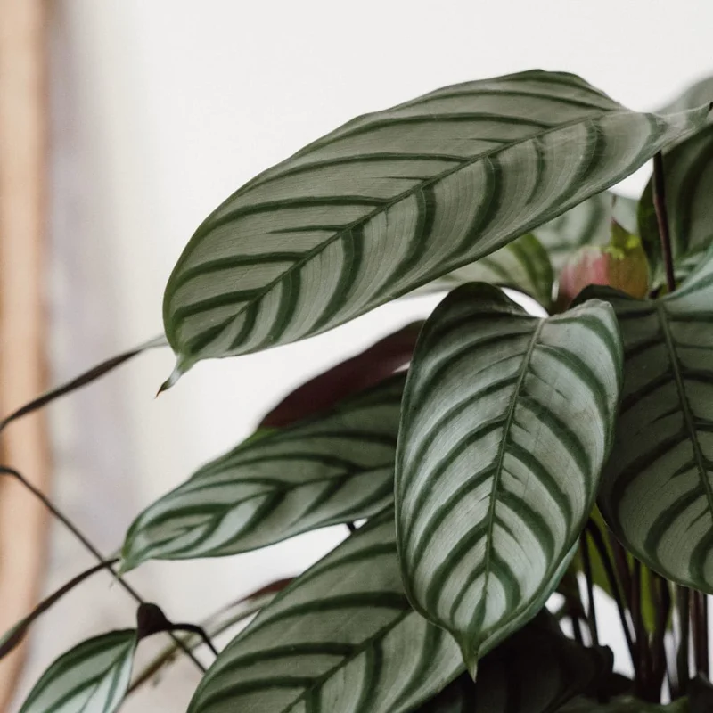 2026_07_17_593766