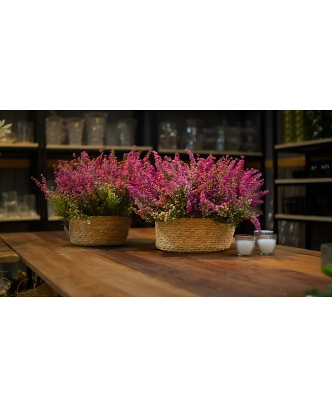 2026_07_17_595452