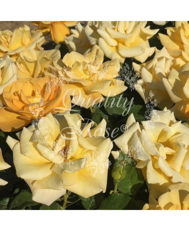 2026_07_17_595899