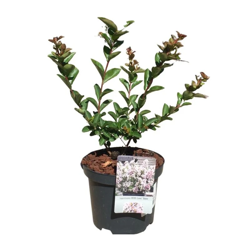 2026_07_17_615727